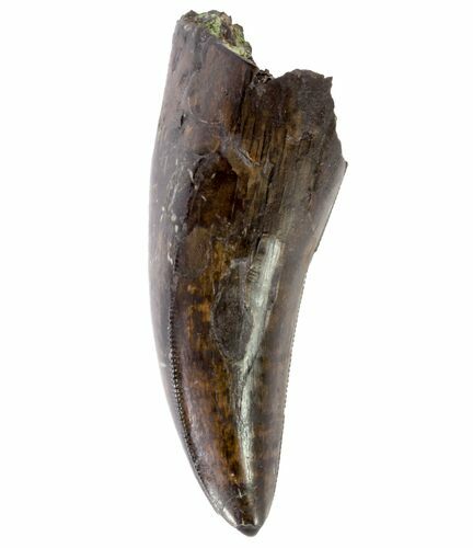 Tyrannosaurus Rex (T-Rex) Tooth - Montana #64914
